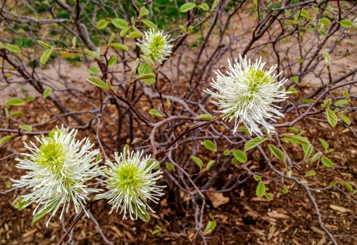 Service Berry in Spring